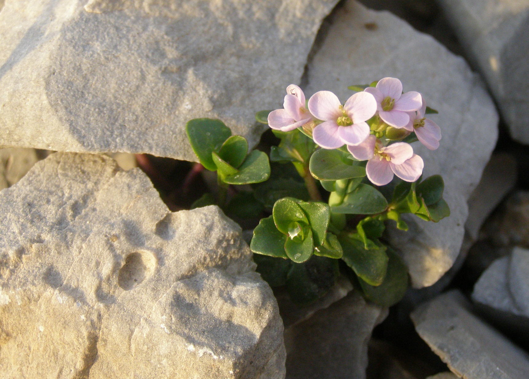 Thlaspi rotundifolium